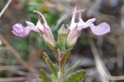 Teucrium chamaedrys