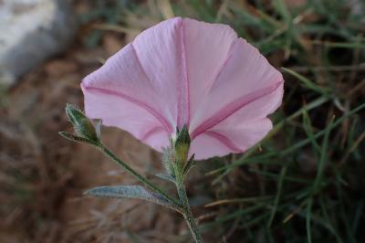 Convolvulus cantabrica