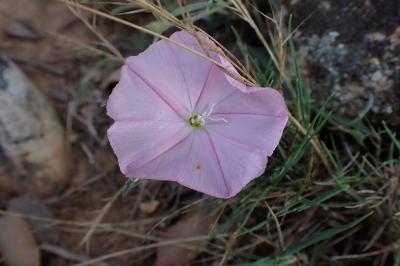 Convolvulus cantabrica