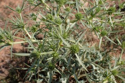 Eryngium campestre