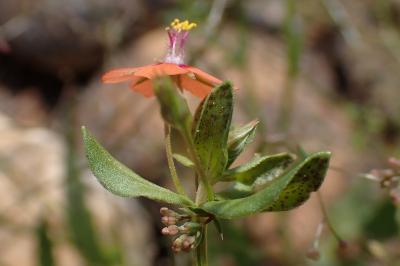 Lysimachia arvensis