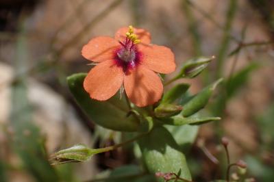 Lysimachia arvensis