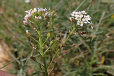 Lobularia maritima subsp. maritima