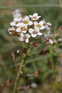 Lobularia maritima subsp. maritima