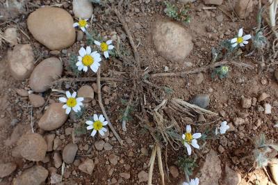 Anacyclus clavatus