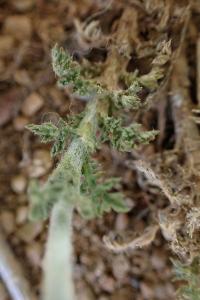 Anacyclus clavatus
