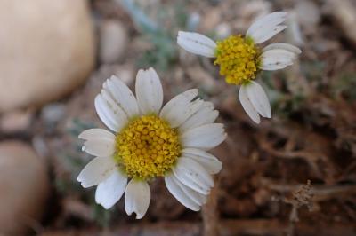 Anacyclus clavatus