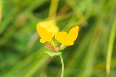 Lotus pedunculatus