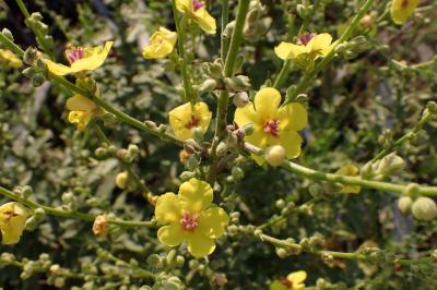 Verbascum sinuatum