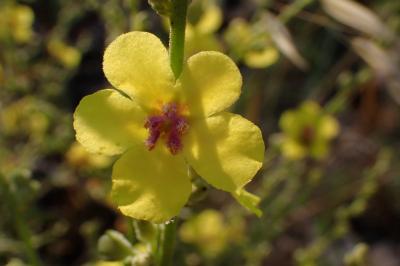 Verbascum sinuatum