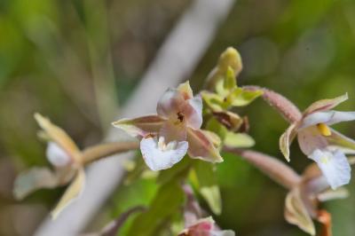 Epipactis palustris