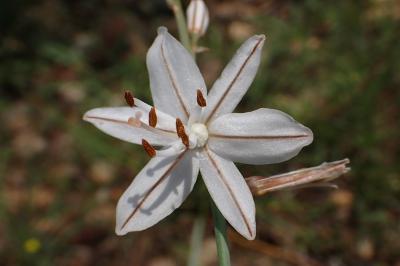 Asphodelus ayardii