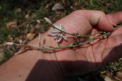 Asphodelus ayardii