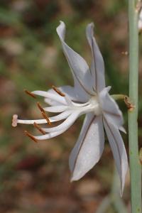 Asphodelus ayardii