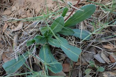 Bellis sylvestris