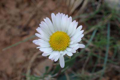 Bellis sylvestris