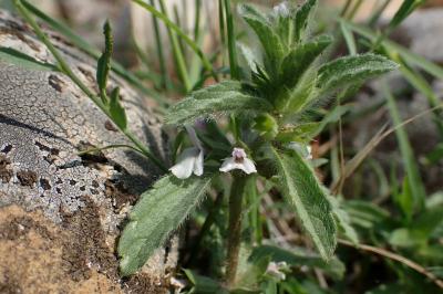 Sideritis romana