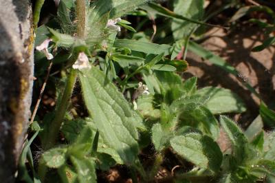 Sideritis romana