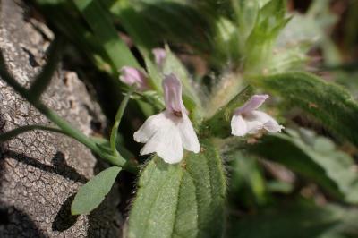 Sideritis romana