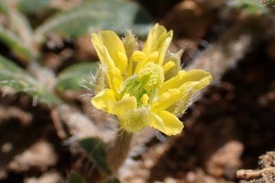 Tribulus terrestris
