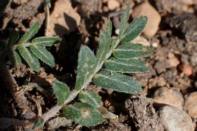Tribulus terrestris