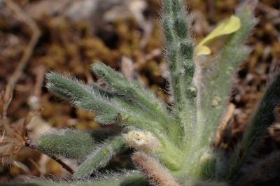 Ajuga iva