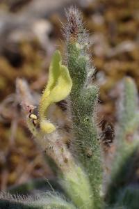 Ajuga iva