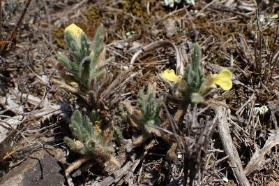Ajuga iva