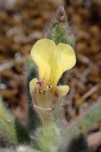 Ajuga iva