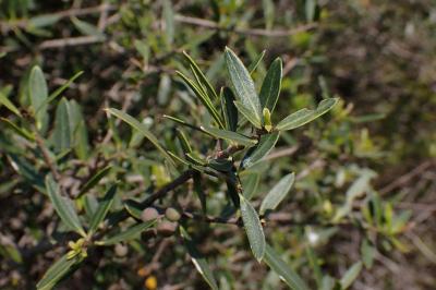 Phillyrea angustifolia