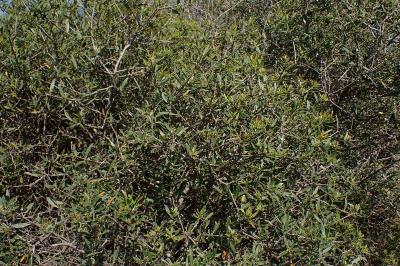 Phillyrea angustifolia