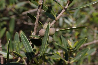 Phillyrea angustifolia