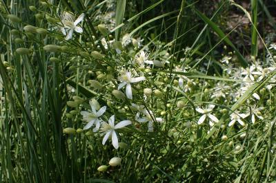 Clematis flammula