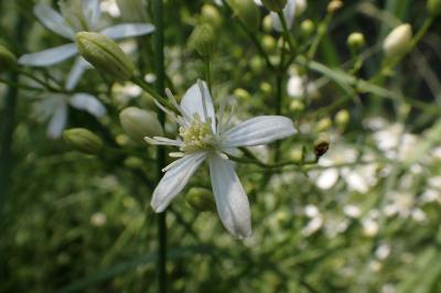 Clematis flammula