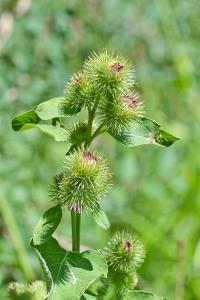 Arctium minus