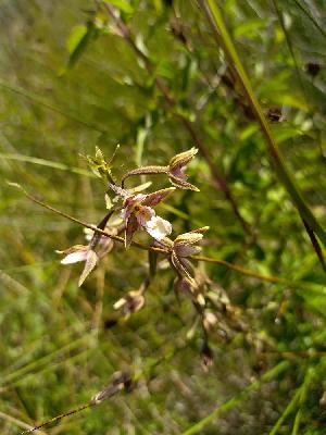 Epipactis palustris