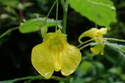 Impatiens noli-tangere