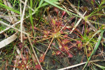Drosera intermedia