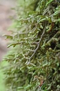 Frullania tamarisci