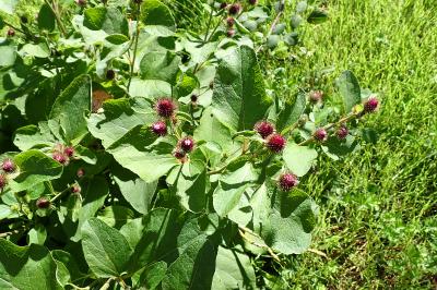 Arctium minus