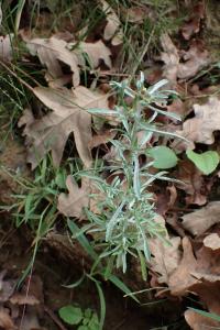 Gnaphalium uliginosum