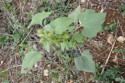 Xanthium orientale subsp. italicum