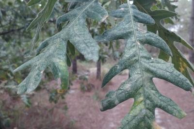 Quercus pyrenaica