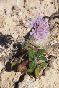 Scabiosa columbaria