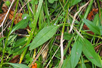 Succisa pratensis