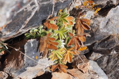 Potentilla nivalis