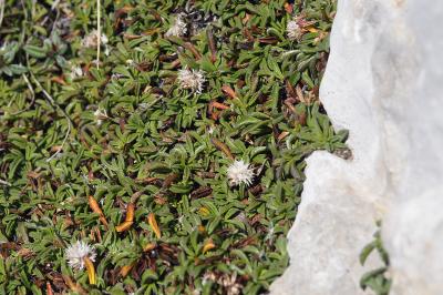 Globularia repens