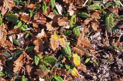 Dryas octopetala
