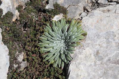 Saxifraga longifolia