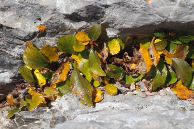Rhamnus pumila